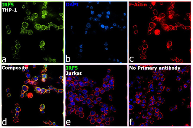 IRF5 Antibody in Immunocytochemistry (ICC/IF)