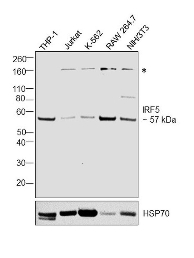 IRF5 Antibody in Western Blot (WB)