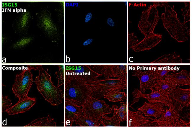 ISG15 Antibody