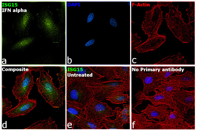 ISG15 Antibody in Immunocytochemistry (ICC/IF)