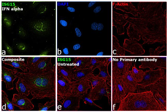 ISG15 Antibody