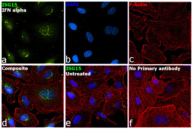 ISG15 Antibody in Immunocytochemistry (ICC/IF)