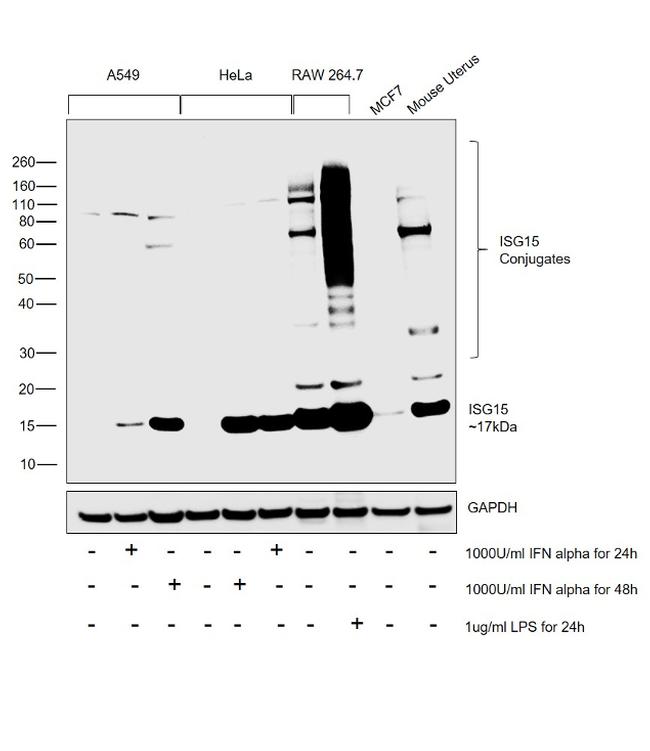 ISG15 Antibody in Western Blot (WB)