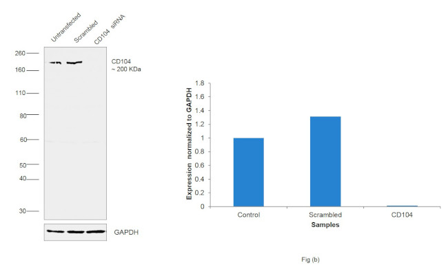 CD104 (Integrin beta 4) Antibody