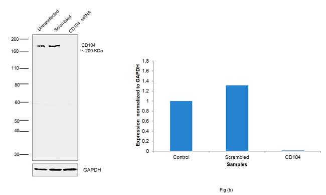 CD104 (Integrin beta 4) Antibody in Western Blot (WB)