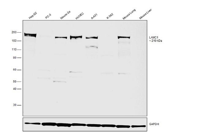 Laminin gamma-1,2,3 Antibody in Western Blot (WB)