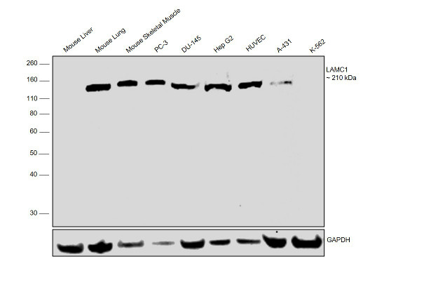 Laminin gamma-1 Antibody