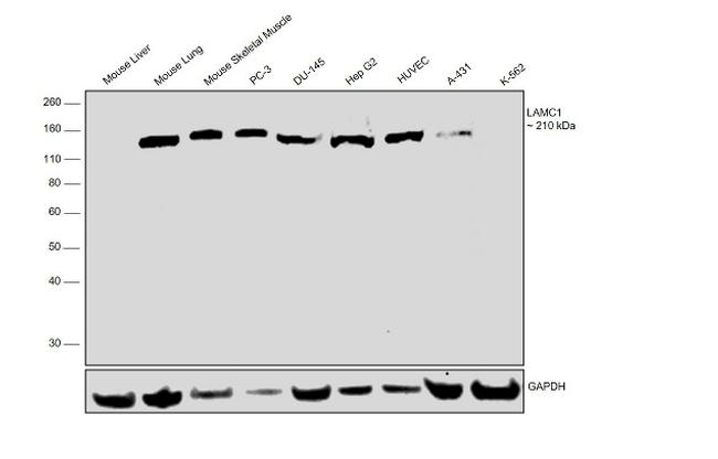 Laminin gamma-1 Antibody in Western Blot (WB)