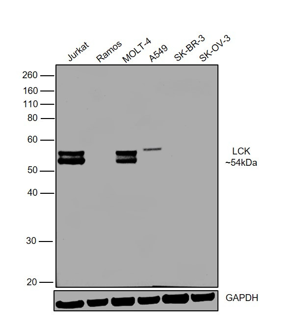 LCK Antibody