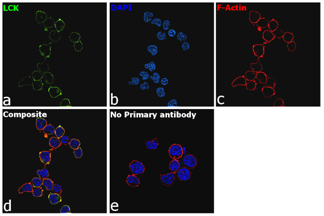 LCK Antibody in Immunocytochemistry (ICC/IF)