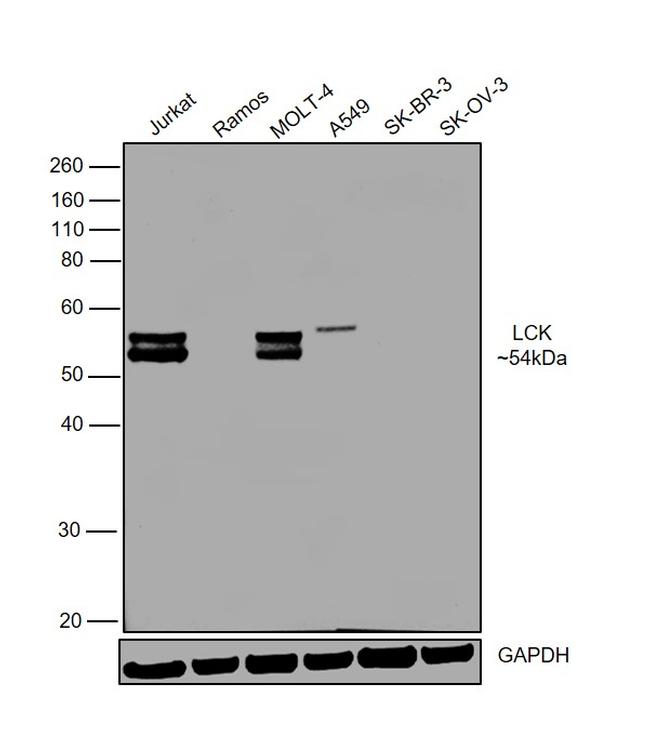 LCK Antibody in Western Blot (WB)