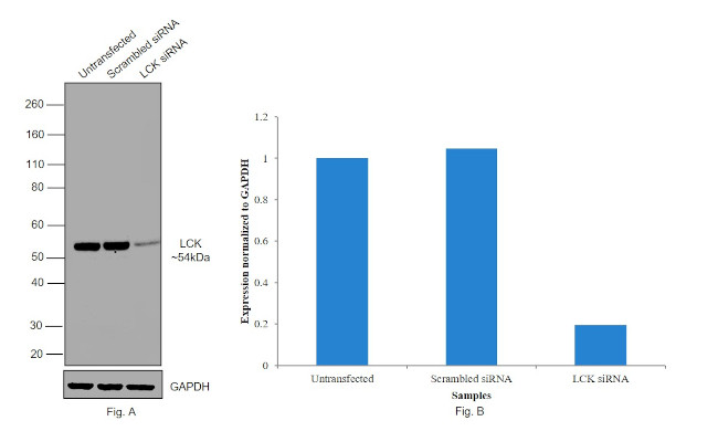 LCK Antibody