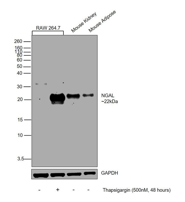 NGAL Antibody in Western Blot (WB)