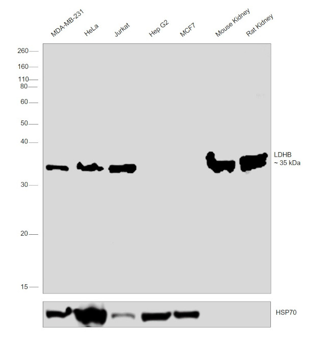 LDHB Antibody