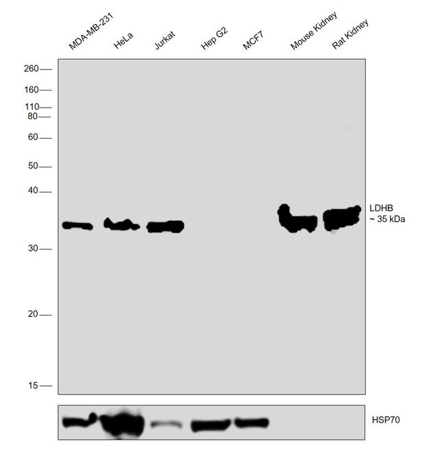 LDHB Antibody in Western Blot (WB)