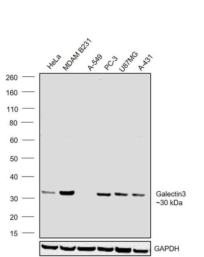 Galectin 3 Antibody in Western Blot (WB)