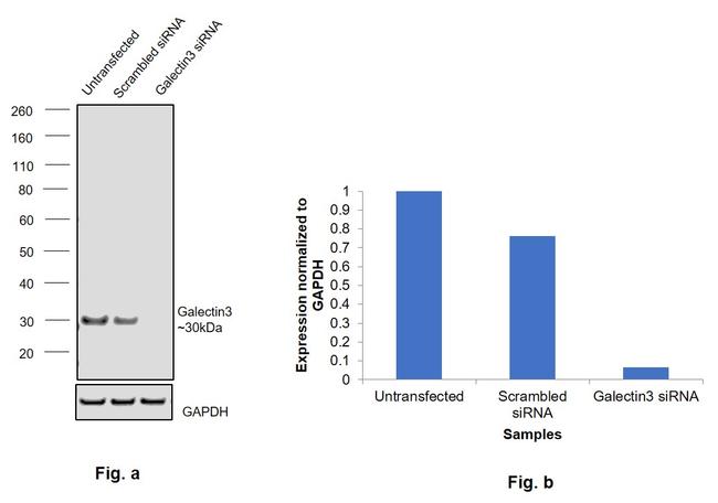 Galectin 3 Antibody in Western Blot (WB)