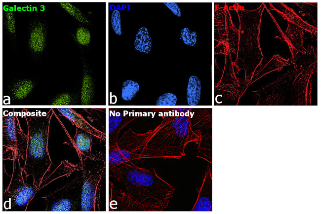 Galectin 3 Antibody in Immunocytochemistry (ICC/IF)