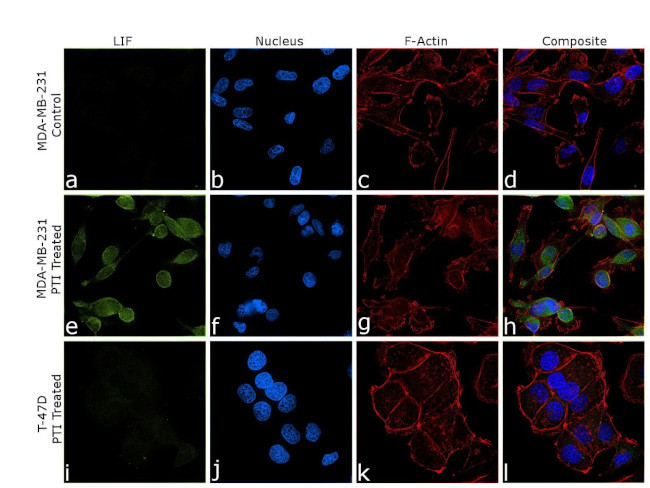 LIF Antibody