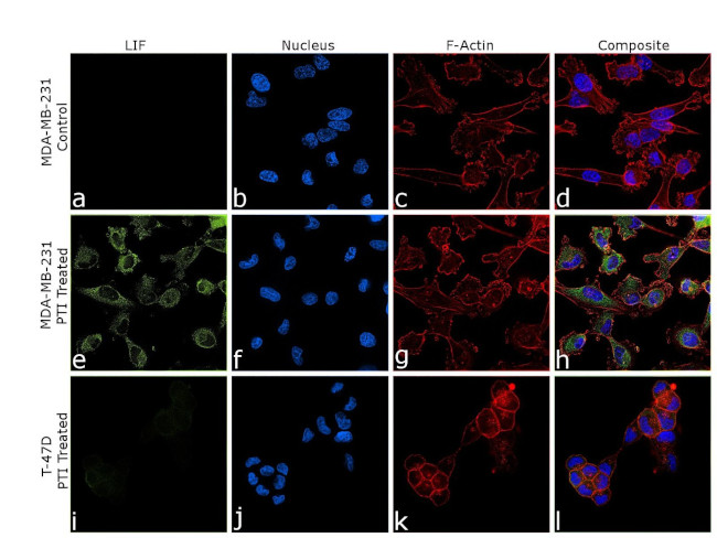 LIF Antibody