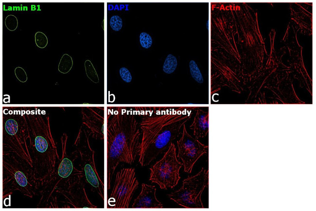 Lamin B1 Antibody in Immunocytochemistry (ICC/IF)