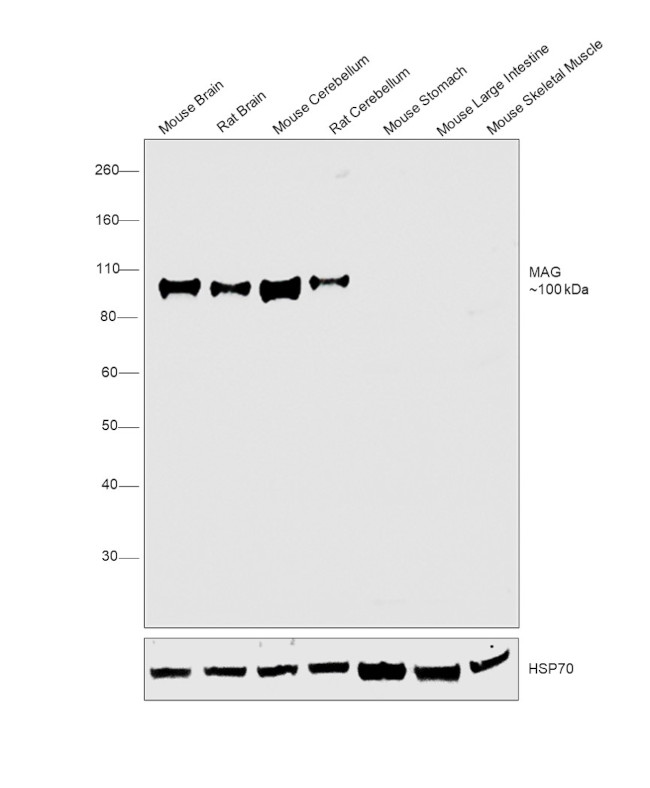 MAG Antibody