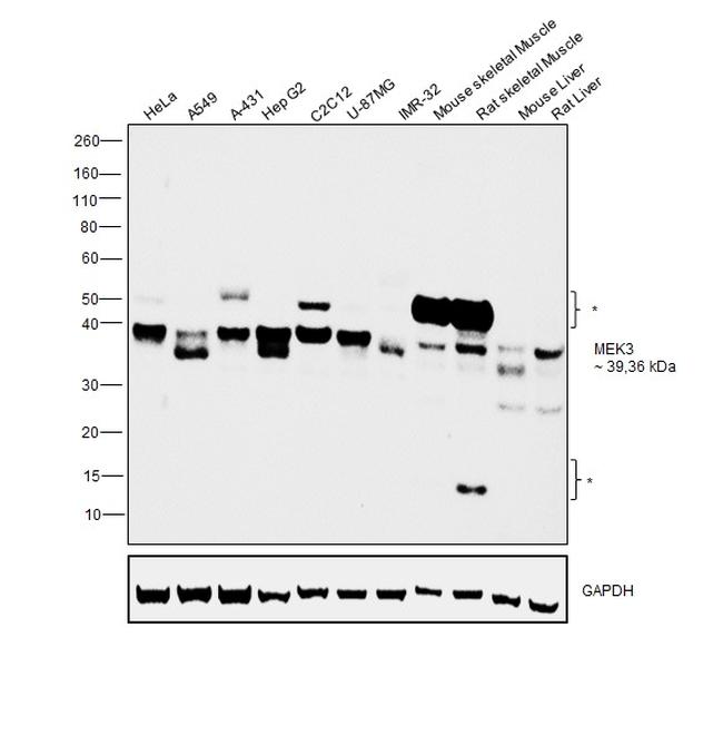 MEK3 Antibody in Western Blot (WB)