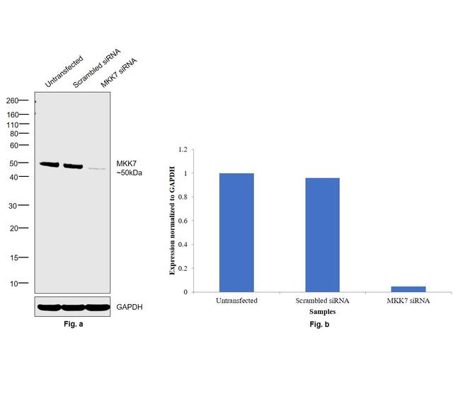 MKK7 Antibody in Western Blot (WB)