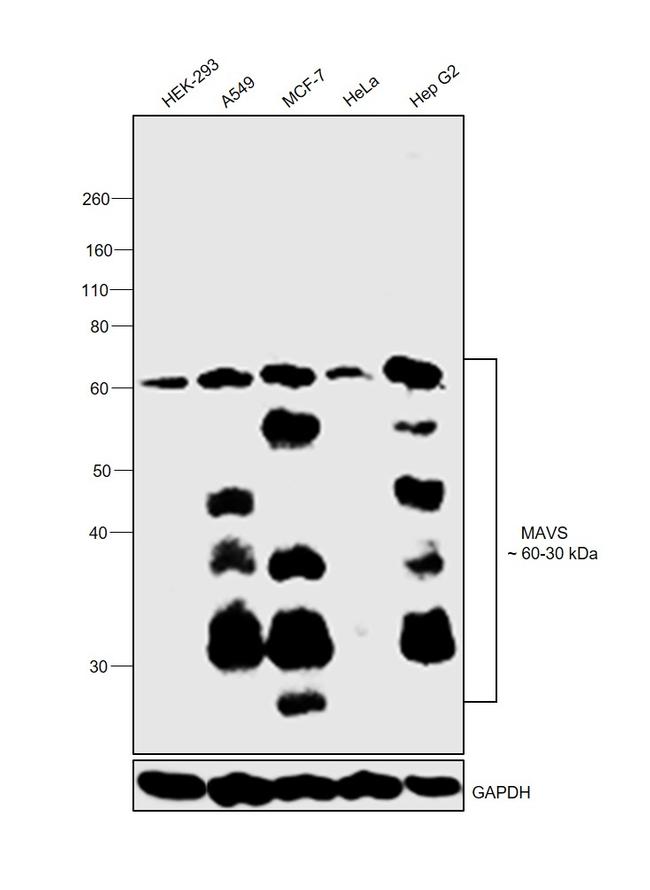 MAVS Antibody in Western Blot (WB)