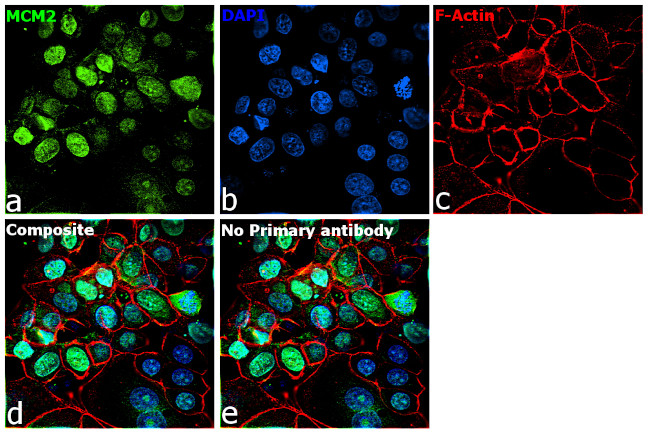 MCM2 Antibody in Immunocytochemistry (ICC/IF)