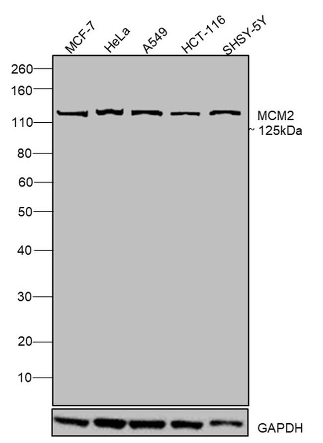 MCM2 Antibody in Western Blot (WB)