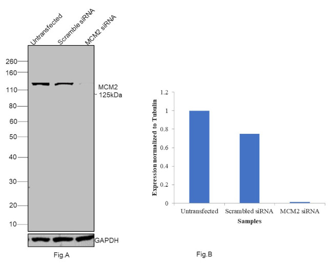 MCM2 Antibody