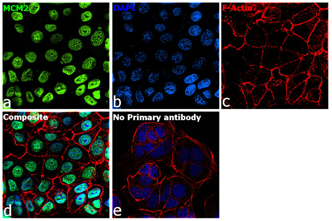 MCM2 Antibody in Immunocytochemistry (ICC/IF)