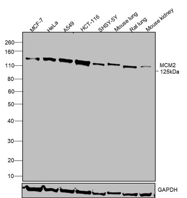 MCM2 Antibody in Western Blot (WB)