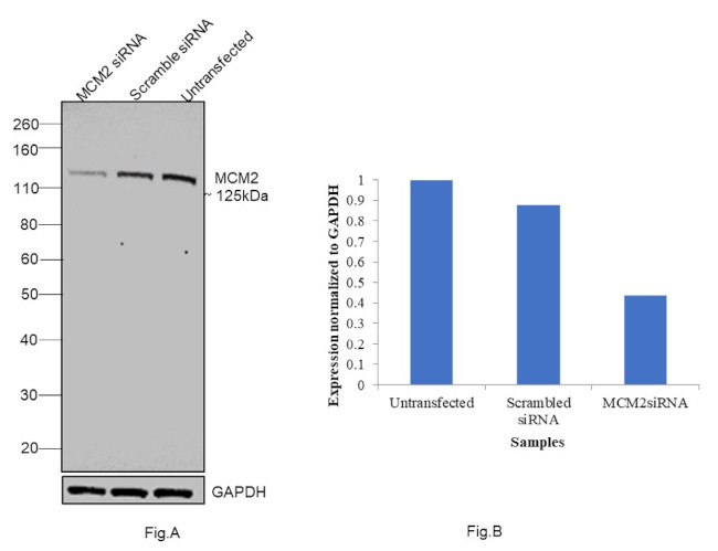 MCM2 Antibody