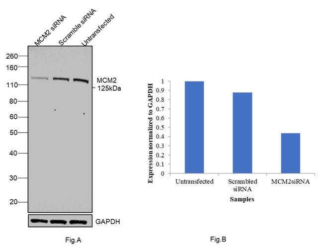 MCM2 Antibody in Western Blot (WB)