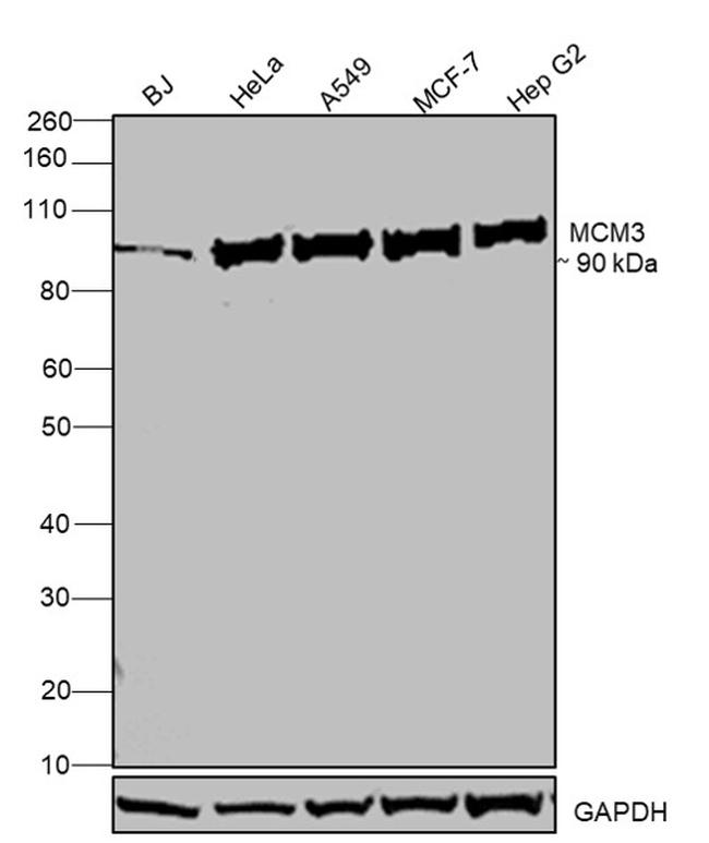 MCM3 Antibody in Western Blot (WB)