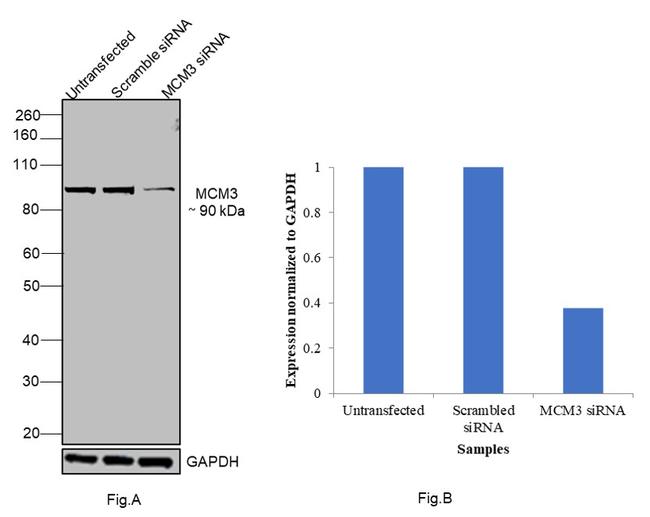 MCM3 Antibody in Western Blot (WB)