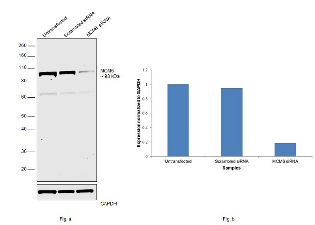 MCM6 Antibody