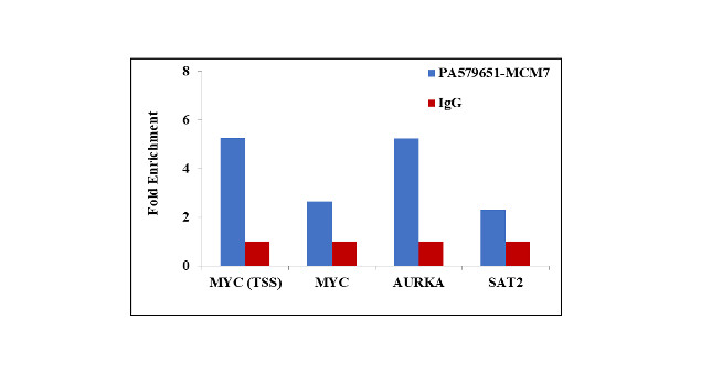 MCM7 Antibody in ChIP Assay (ChIP)