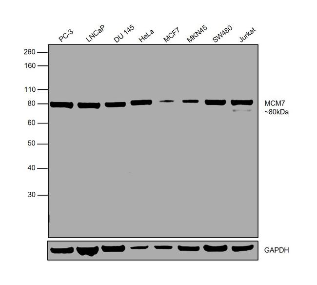 MCM7 Antibody in Western Blot (WB)