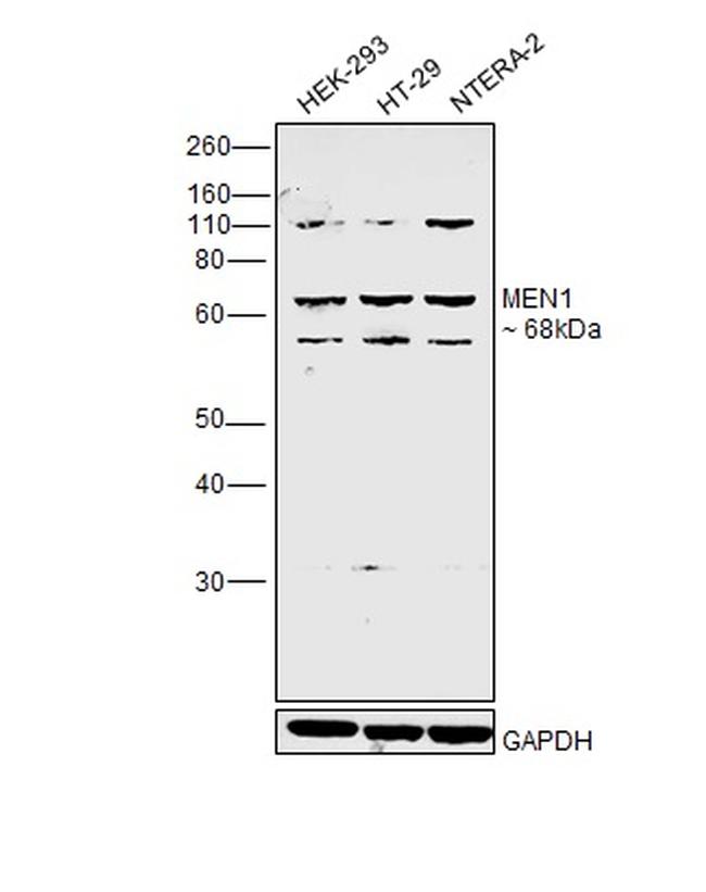 Menin Antibody in Western Blot (WB)