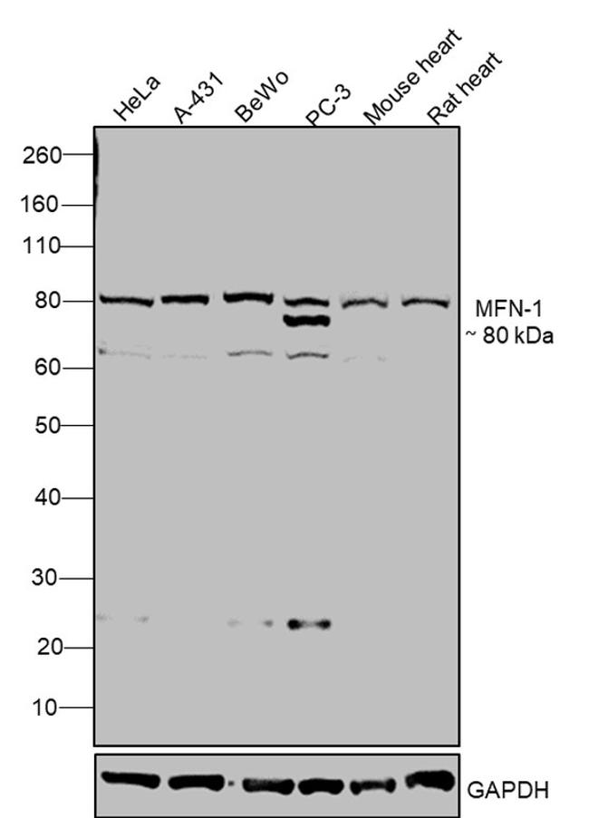 MFN1 Antibody in Western Blot (WB)