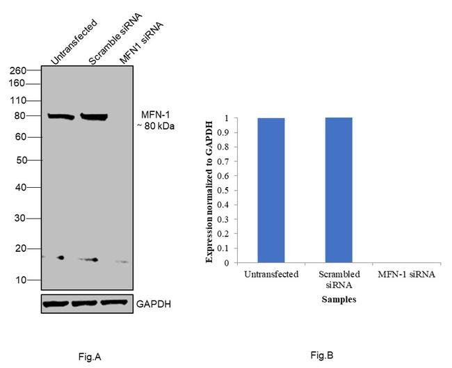 MFN1 Antibody in Western Blot (WB)