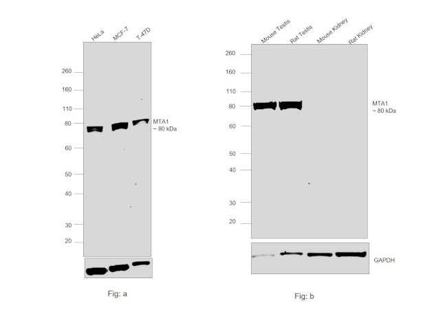 MTA1 Antibody