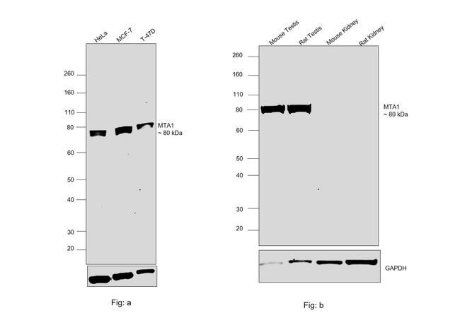 MTA1 Antibody in Western Blot (WB)