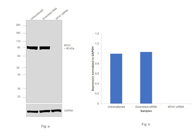 MTA1 Antibody