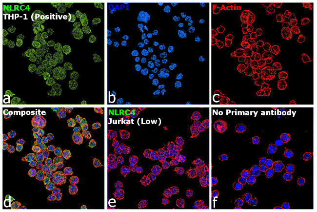 NLRC4 Antibody