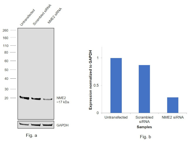 NME2 Antibody