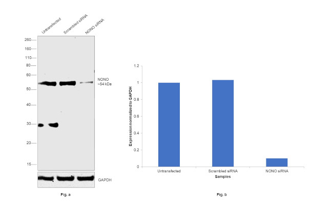 NONO Antibody